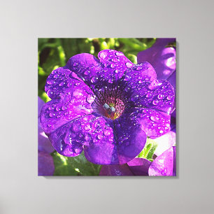 Paarse Petunia in een Rain Shower Canvas Afdruk