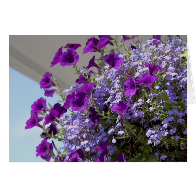 Paarse Petunias 5x7 kaart (Voorkant Horizontaal)