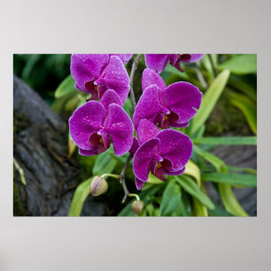 Paarse Phalaenopsis Orchid Poster