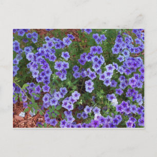 Paarse Phlox-bloemen op Briefkaart