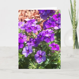 Paarse Phlox-bloemen op een blanco wenskaart Kaart