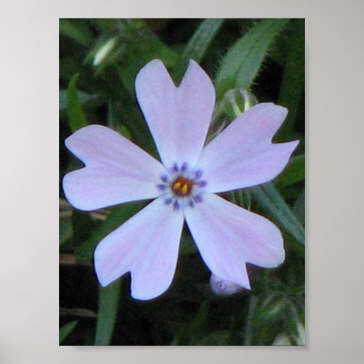 Paarse Phlox Poster (Voorkant)