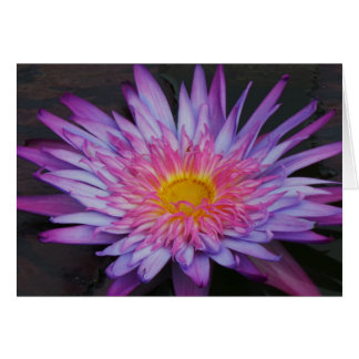 Paarse Pond Lily Frameable All Occasion Card 7x5