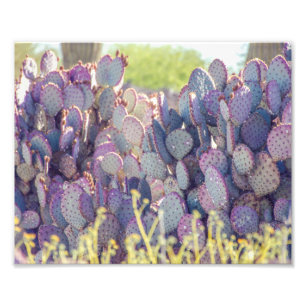 Paarse Prickly Pears   Fotoafdrukken Foto Afdruk