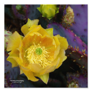 Paarse prikmoes, geelbloemen foto afdruk