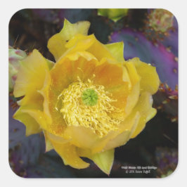 Paarse prikmoes, geelbloemen vierkante sticker