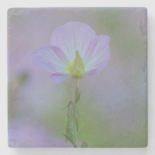 Paarse primrose stenen onderzetter
