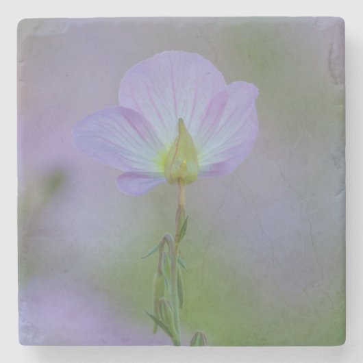 Paarse primrose stenen onderzetter (Voorkant)