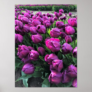 Paarse Prins Tulips Poster