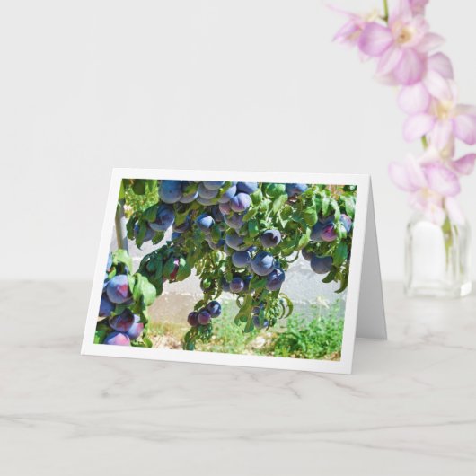 Paarse Pruimen Hanging from Tree Kaart (Orchidee)