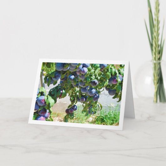 Paarse Pruimen Hanging from Tree Kaart (Voorkant)