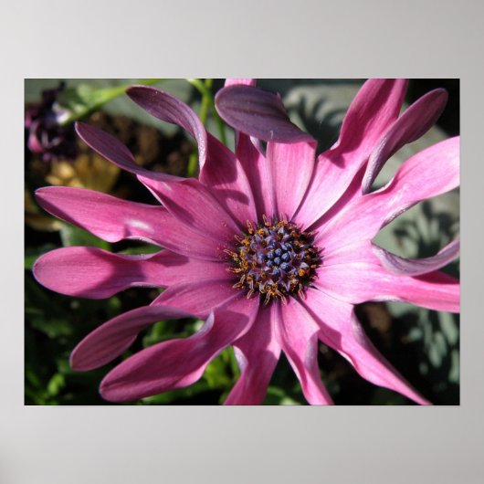 Paarse Rain Daisy Print (Voorkant)