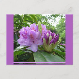 Paarse Rhododendron Flowers & Buds DIY Briefkaart