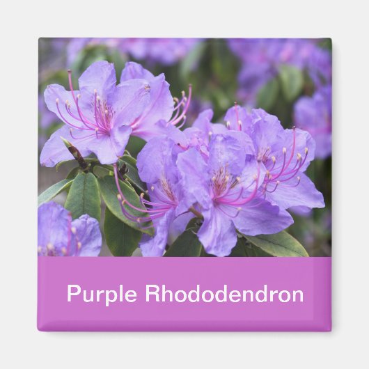 paarse rhododendron magneet (Voorkant)