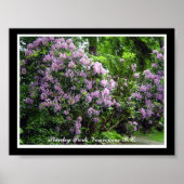 Paarse Rhododendrons Poster (Voorkant)
