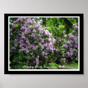 Paarse Rhododendrons Poster