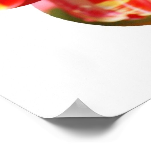 Paarse, rode en gele tulpen poster (Hoek)