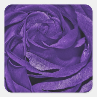 Paarse Roos Fibro Vierkante Sticker
