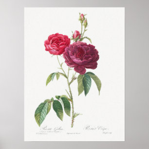 Paarse Roos Rosa Gallica Pierre Joseph Redoute Poster