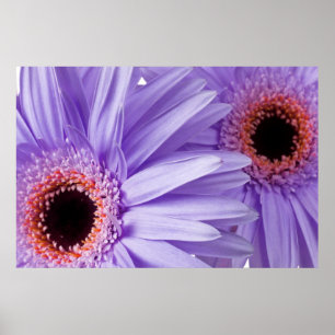 Paarse roze Daisy Gepersonaliseerd Sjabloon Poster