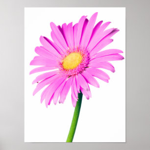 Paarse roze Daisy Gepersonaliseerd Sjabloon Poster