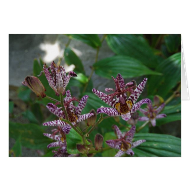 Paarse roze, witte, gestreept orchidee als bloem (Voorkant Horizontaal)