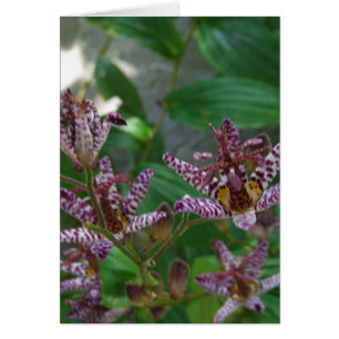 Paarse roze, witte, gestreept orchidee als bloem