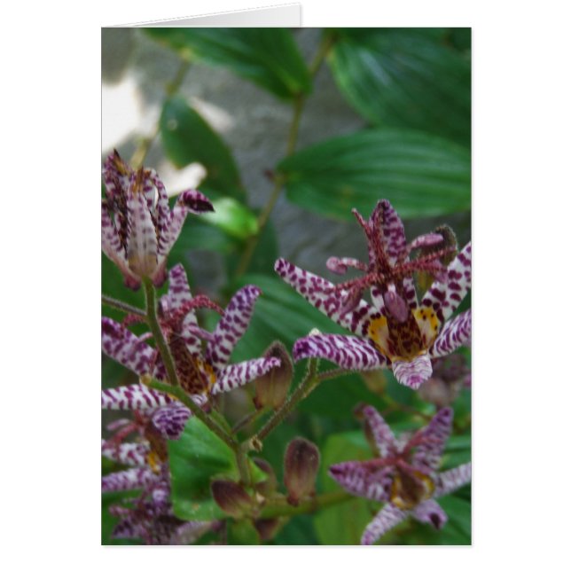 Paarse roze, witte, gestreept orchidee als bloem (Voorkant)