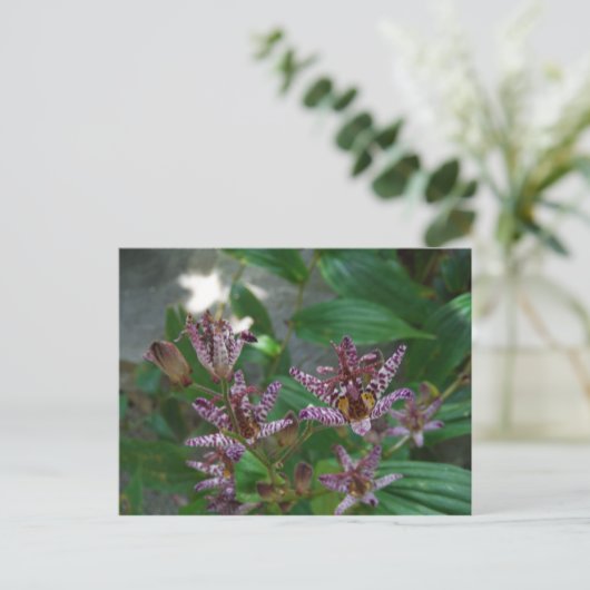 Paarse roze, witte, gestreept orchidee als bloem briefkaart (Staand voorkant)