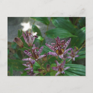 Paarse roze, witte, gestreept orchidee als bloem briefkaart