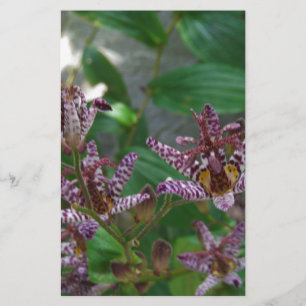 Paarse roze, witte, gestreept orchidee als bloem briefpapier