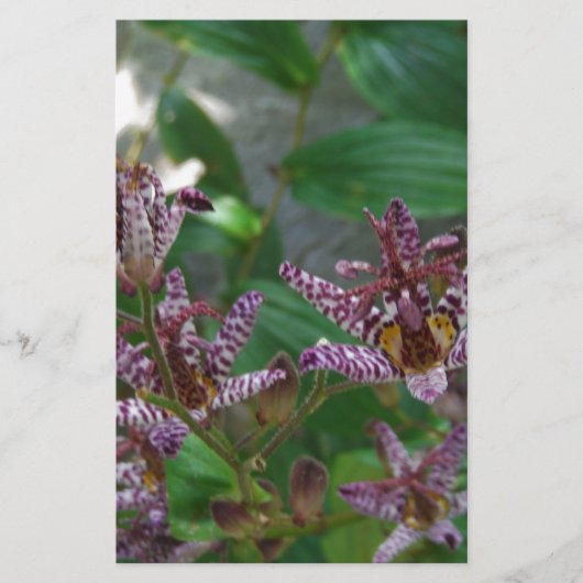 Paarse roze, witte, gestreept orchidee als bloem briefpapier (Voorkant)