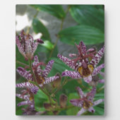 Paarse roze, witte, gestreept orchidee als bloem fotoplaat (Voorkant)