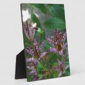 Paarse roze, witte, gestreept orchidee als bloem fotoplaat (Zijkant)