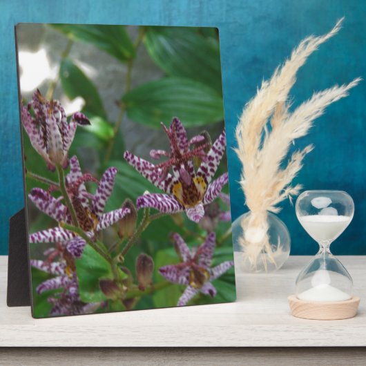 Paarse roze, witte, gestreept orchidee als bloem fotoplaat (Zijkant)