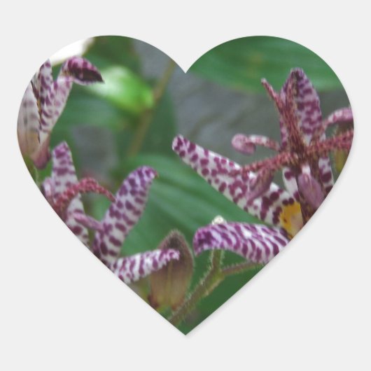 Paarse roze, witte, gestreept orchidee als bloem hart sticker (Voorkant)