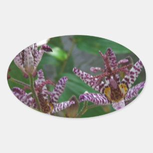 Paarse roze, witte, gestreept orchidee als bloem ovale sticker