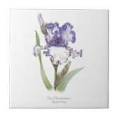Paarse Ruffled Iris Botanische stijl kunst Tegeltje (Voorkant)