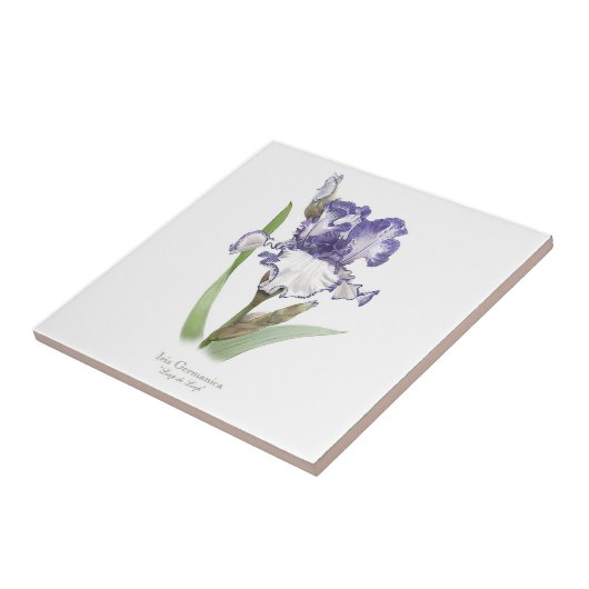 Paarse Ruffled Iris Botanische stijl kunst Tegeltje (Zijkant)