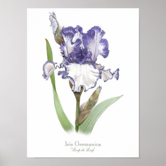 Paarse ruffled Iris Original Art Print