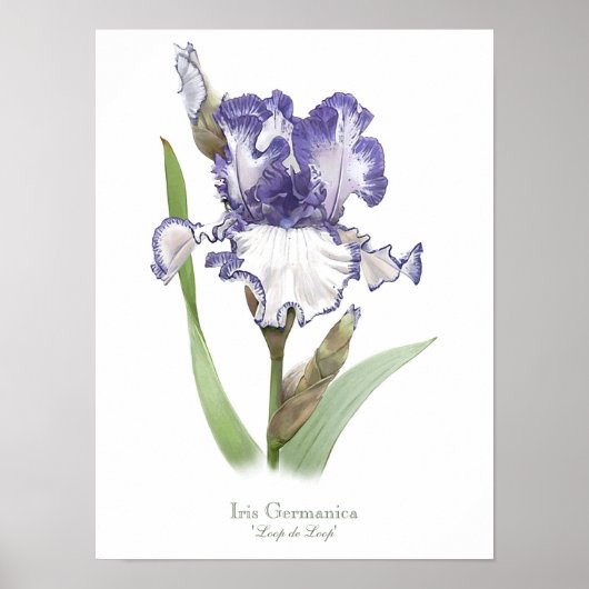 Paarse ruffled Iris Original Art Print (Voorkant)