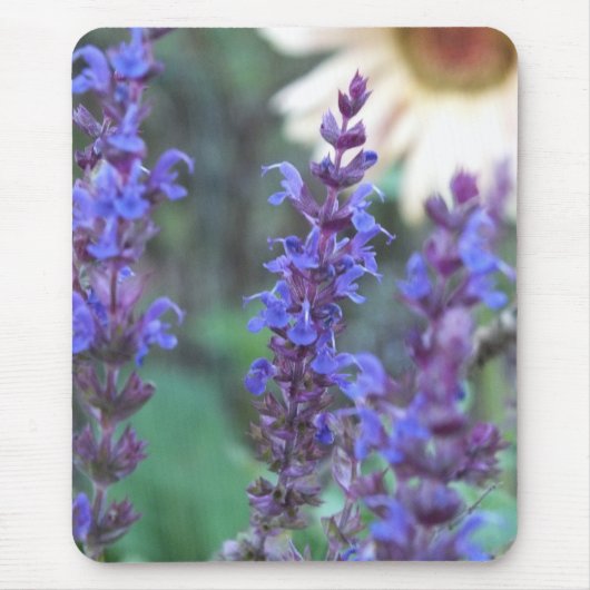 Paarse Salvia Muismat (Voorkant)