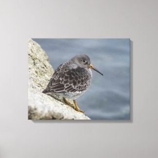 Paarse Sandpiper Canvas Afdruk