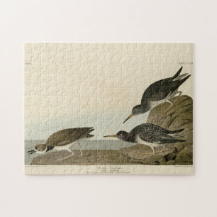Paarse Sandpiper uit Audubon's Birds of America Legpuzzel