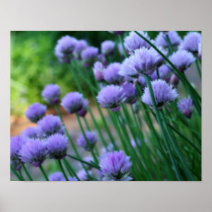 Paarse Scallion Allium Flowers Orton Art Poster