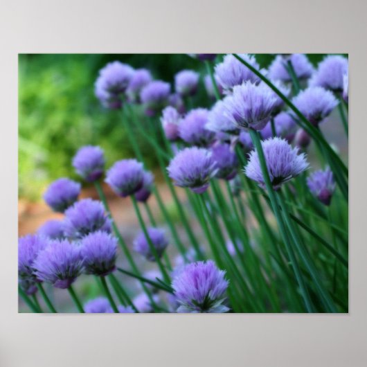 Paarse Scallion Allium Flowers Orton Art Poster (Voorkant)