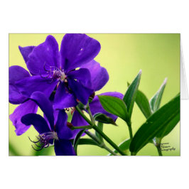 Paarse schoonheidsventilator (5.0)