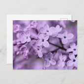 Paarse Sering Bloem Takken Feestdagenkaart (Voorkant / Achterkant)