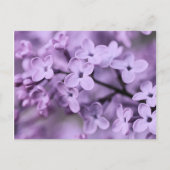 Paarse Sering Bloem Takken Feestdagenkaart (Voorkant)