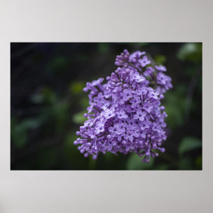 Paarse Seringebloemen Macro Fotografie Poster
